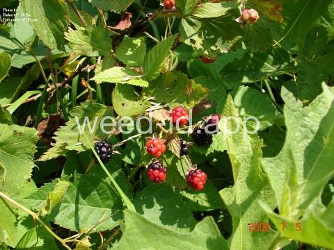 blackberry, common
